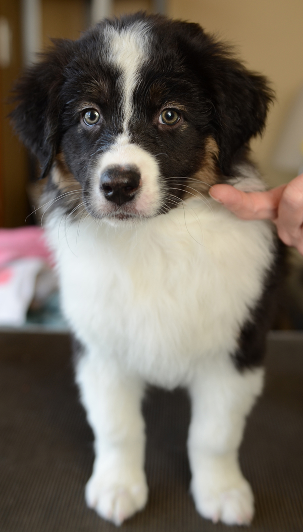 Black Tri Male